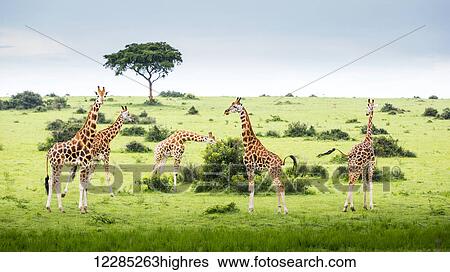 Giraffes (Giraffa camelopardalis), Murchison Falls National Park; Urganda View Large Photo Image Stock Photograph - Giraffes (Giraffa camelopardalis), Murchison Falls National Park; Urganda. Fotosearch