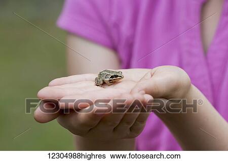 Girl holding a tree frog, Palmer, Southcentral Alaska, summer. View Large Photo Image Stock Photograph - Girl holding a tree frog, Palmer, Southcentral Alaska, summer.. Fotosearch