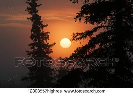 Stock Photograph - Glowing sun at sunrise with black spruce trees silhouetted; United States of America. Fotosearch