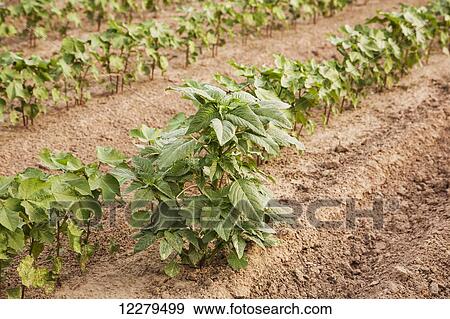 Glyphosate-ready Palmer pigweed thriving (uncontrolled) in Roundup ready cotton where Roundup has been applied and controlled other weed species; England, Arkansas, United States of America View Large Photo Image Stock Photo - Glyphosate-ready Palmer pigweed thriving (uncontrolled) in Roundup ready cotton where Roundup has been applied and controlled other weed species; England, Arkansas, United States of America. Fotosearch