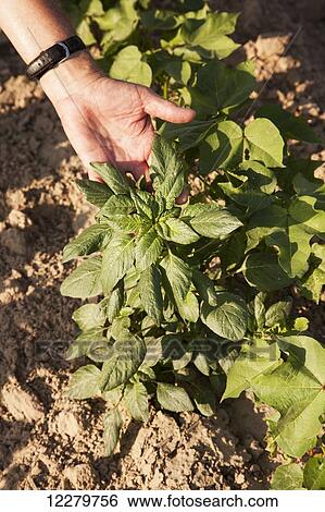 Stock Photograph - Glyphosate-ready Palmer pigweed thriving (uncontrolled) in Roundup ready cotton where Roundup has been applied and controlled other weed species; England, Arkansas, United States of America. Fotosearch