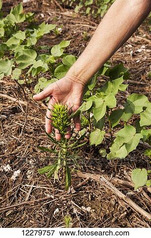 Stock Photo - Glyphosate-resistant horseweed (also called marestail) growing in no-till Roundup ready cotton; England, Arkansas, United States of America. Fotosearch