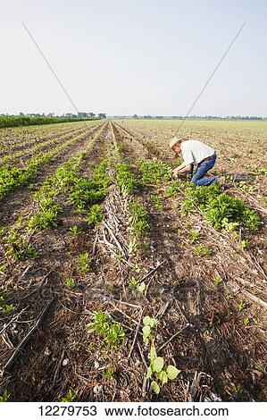 Glyphosate resistant horseweed (marestail) growing uncontrolled in Roundup ready cotton after a postemergence application of Roundup; England, Arkansas, United States of America View Large Photo Image Stock Image - Glyphosate resistant horseweed (marestail) growing uncontrolled in Roundup ready cotton after a postemergence application of Roundup; England, Arkansas, United States of America. Fotosearch