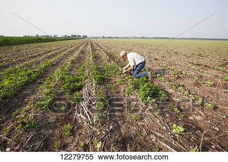 Stock Photography - Glyphosate resistant horseweed (marestail) growing uncontrolled in Roundup ready cotton after a postemergence application of Roundup; England, Arkansas, United States of America. Fotosearch