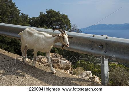 Goat walking beside a guardrail on a road; Sardinia, Italy View Large Photo Image Stock Photograph - Goat walking beside a guardrail on a road; Sardinia, Italy. Fotosearch