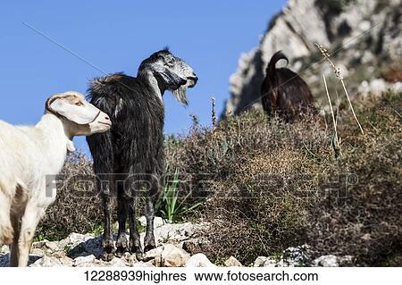 Goats on a hillside; Antioch, Turkey View Large Photo Image Stock Photograph - Goats on a hillside; Antioch, Turkey. Fotosearch