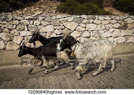 Stock Photograph - Goats walking beside a stone wall; Sardinia, Italy. Fotosearch
