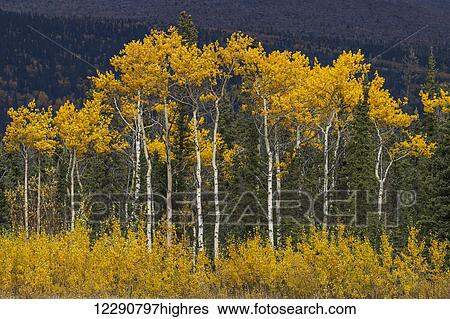 Golden colored trees along the Alaska Highway, Yukon Territory, Canada View Large Photo Image Stock Photograph - Golden colored trees along the Alaska Highway, Yukon Territory, Canada. Fotosearch