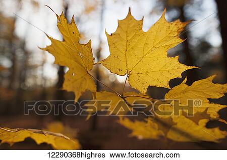 Golden coloured maple leaves in autumn; Brampton, Ontario, Canada View Large Photo Image Stock Photograph - Golden coloured maple leaves in autumn; Brampton, Ontario, Canada. Fotosearch