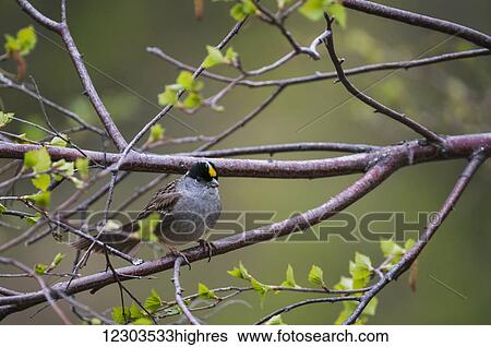 Golden-crowned sparrow (Zonotrichia atricapilla) marks off territory in spring; United States of America View Large Photo Image Stock Photograph - Golden-crowned sparrow (Zonotrichia atricapilla) marks off territory in spring; United States of America. Fotosearch