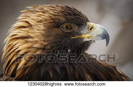 Stock Photograph - Golden eagle (Aquila chrysaetos) portrait; Montreal, Quebec, Canada. Fotosearch