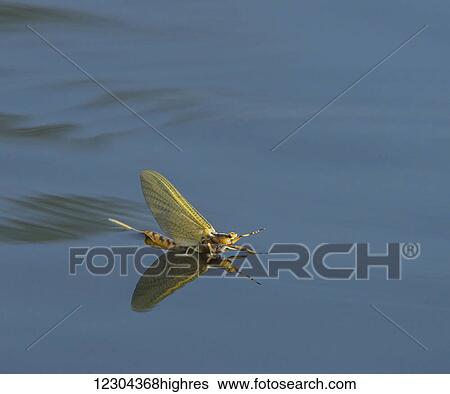 Stock Photograph - Golden Mayfly (Hexagenia) lands on the surface of the water; Ontario, Canada. Fotosearch
