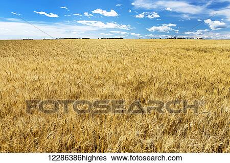 Golden ripe wheat field with blue sky and clouds; Alberta, Canada View Large Photo Image Stock Photograph - Golden ripe wheat field with blue sky and clouds; Alberta, Canada. Fotosearch