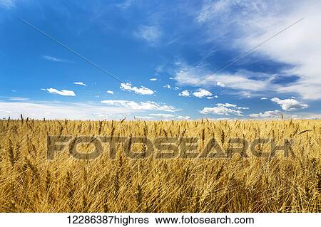 Golden ripe wheat field with blue sky and clouds; Alberta, Canada View Large Photo Image Stock Photograph - Golden ripe wheat field with blue sky and clouds; Alberta, Canada. Fotosearch
