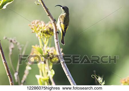 Stock Photograph - Golden-winged Sunbird (Nectarinia reichenowi), Ngorongoro Crater; Tanzania. Fotosearch