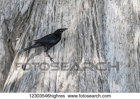 Stock Photograph - Grackle (Quiscalus quiscula) on a cypress tree chasing aquatic midges; Florida, United States of America. Fotosearch