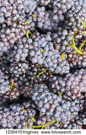 Grapes at a vineyard; Champagne, France View Large Photo Image Stock Photograph - Grapes at a vineyard; Champagne, France. Fotosearch