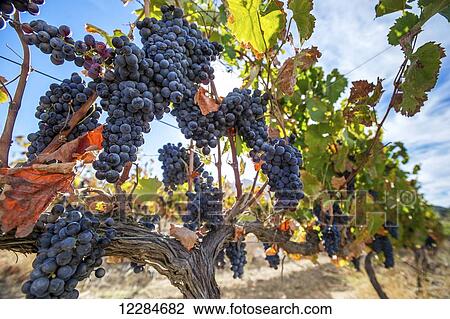 Grapes growing on vines; Stellenbosch, Western Cape, South Africa View Large Photo Image Stock Image - Grapes growing on vines; Stellenbosch, Western Cape, South Africa. Fotosearch