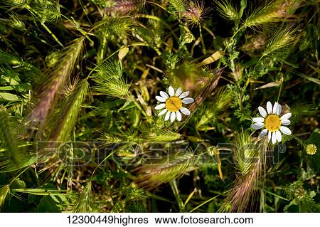 Stock Photograph - Grass and wildflowers; Andalusia, Spain. Fotosearch