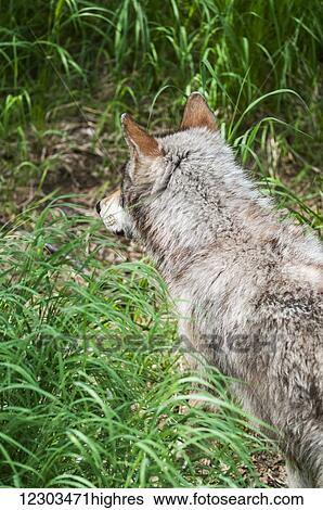 Stock Photograph - Gray wolf watching for fish scraps leftover from bears, Katmai National Park, Southwest Alaska. Fotosearch