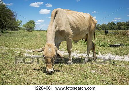 Stock Image - Grazing cow by the river; Sexaxa Village, Maun, Botswana. Fotosearch