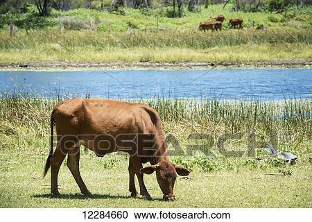 Grazing cows by the river; Sexaxa Village, Maun, Botswana View Large Photo Image Stock Image - Grazing cows by the river; Sexaxa Village, Maun, Botswana. Fotosearch