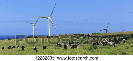 Stock Photography - Grazing Holstein dairy cows below windmills in North Kohala, Hawaii at Upolu Point; Island of Hawaii, Hawaii, United States of America. Fotosearch