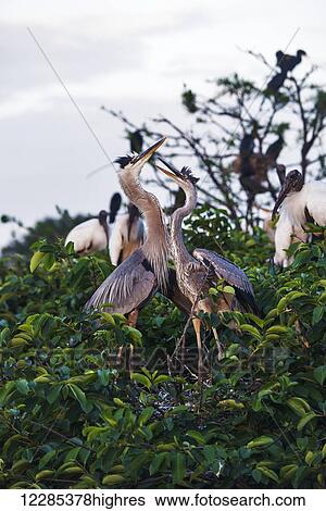 Stock Photograph - Great blue heron (ardea herodias), Wakodahatchee wetlands; Florida, United States of America. Fotosearch