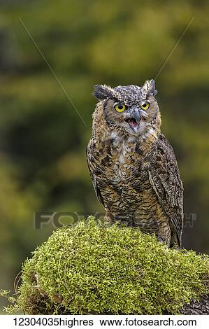 Great horned owl (Bubo virginianus) portrait; Saint-Lazare, Quebec, Canada View Large Photo Image Stock Photograph - Great horned owl (Bubo virginianus) portrait; Saint-Lazare, Quebec, Canada. Fotosearch