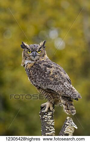 Stock Photograph - Great horned owl (Bubo virginianus) portrait; Saint-Lazare, Quebec, Canada. Fotosearch