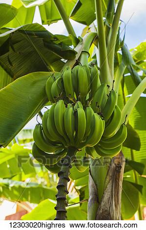Stock Photograph - Green bananas on a tree; Playa del Carmen, Quintana Roo, Mexico. Fotosearch