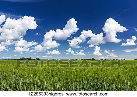 Stock Photograph - Green barley field with clouds and blue sky; Calgary, Alberta, Canada. Fotosearch