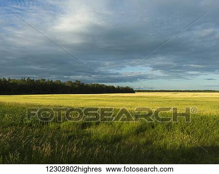 Stock Photograph - Green fields in various shades under a cloudy sky; Matlock, Manitoba, Canada. Fotosearch