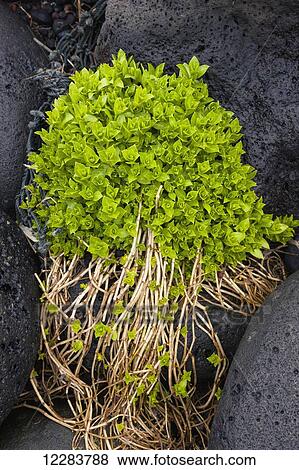 Green foliage growing in between dark Volcanic Rocks, St. Paul Island, Southwestern Alaska, USA, Summer View Large Photo Image Stock Photo - Green foliage growing in between dark Volcanic Rocks, St. Paul Island, Southwestern Alaska, USA, Summer. Fotosearch