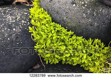 Stock Photo - Green foliage growing in between dark Volcanic Rocks, St. Paul Island, Southwestern Alaska, USA, Summer. Fotosearch