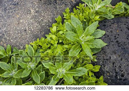 Stock Photograph - Green foliage growing in between dark Volcanic Rocks, St. Paul Island, Southwestern Alaska, USA, Summer. Fotosearch