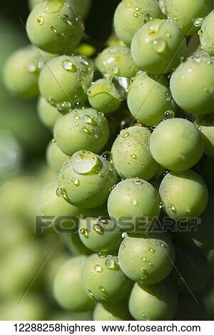 Stock Photograph - Green grapes ripen in the sun after a rain storm; Pitt Meadows, British Columbia, Canada. Fotosearch