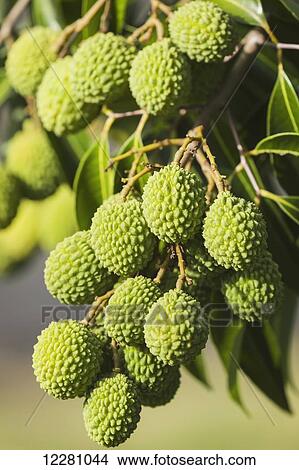 Green lychee (Litchi chinensis) in commercial orchard in South Kona; Kona, Island of Hawaii, Hawaii, United States of America View Large Photo Image Picture - Green lychee (Litchi chinensis) in commercial orchard in South Kona; Kona, Island of Hawaii, Hawaii, United States of America. Fotosearch