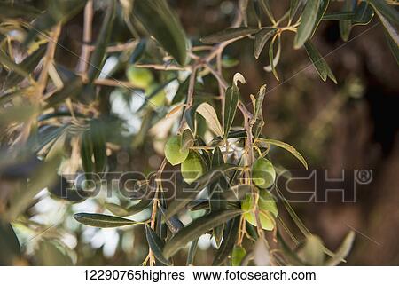 Stock Photograph - Green olives in Tratalias; Carbonia Iglesias, Sardinia, Italy. Fotosearch