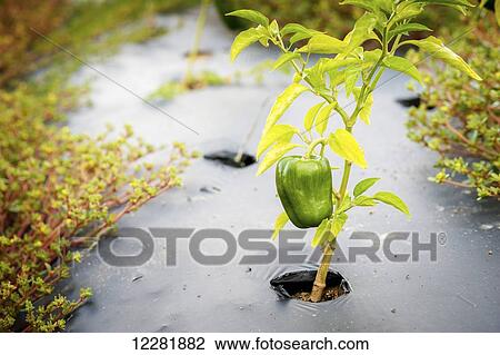 Stock Image - Green pepper plant growing through a hole in black plastic mulch; Denton, Maryland, United States of America. Fotosearch
