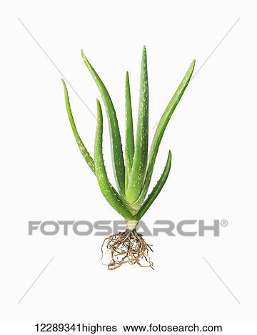 Stock Photograph - Green plant and roots against a white background; Toronto, Ontario, Canada. Fotosearch
