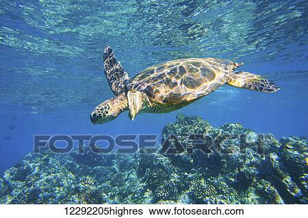 Stock Photograph - green sea turtle swimming in ocean sea. Fotosearch