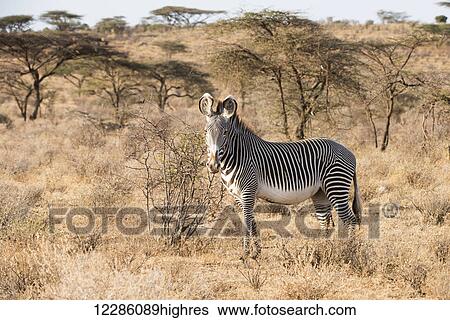 Stock Photograph - Grevy's Zebra (Equus grevyi) standing in dry season savannah, Samburu National Reserve; Kenya. Fotosearch