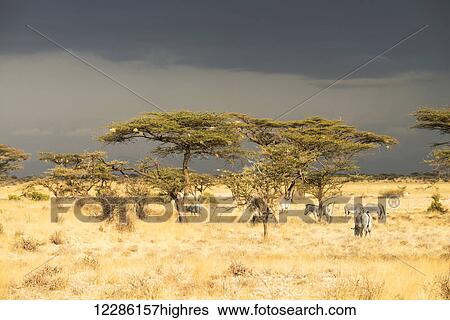 Stock Photograph - Grevy's Zebras (Equus grevyi) graze under acacia trees under stormy skiees, Samburu National Reserve; Kenya. Fotosearch