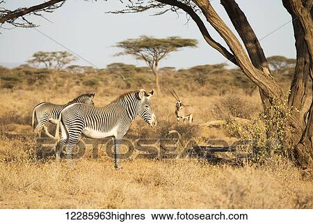 Grevy's Zebras (Equus grevyi) with Beisa Oryx in the background in the dry season savannah, Samburu National Reserve; Kenya View Large Photo Image Stock Photograph - Grevy's Zebras (Equus grevyi) with Beisa Oryx in the background in the dry season savannah, Samburu National Reserve; Kenya. Fotosearch