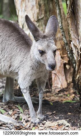Stock Photograph - Grey kangaroo by a tree; Beerwah, Queensland, Australia. Fotosearch