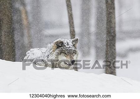 Stock Photograph - Grey wolf (Canis lupus) during a snow storm; Montebello, Quebec, Canada. Fotosearch