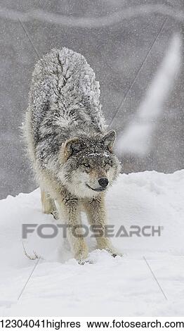 Grey wolf (Canis lupus) stretching before playing in the snow; Montebello, Quebec, Canada View Large Photo Image Stock Photograph - Grey wolf (Canis lupus) stretching before playing in the snow; Montebello, Quebec, Canada. Fotosearch