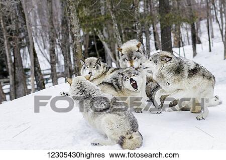 Grey wolves (Canis lupus) demonstrating hierarchy; Montebello, Quebec, Canada View Large Photo Image Stock Photograph - Grey wolves (Canis lupus) demonstrating hierarchy; Montebello, Quebec, Canada. Fotosearch