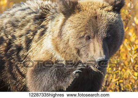 Stock Photograph - Grizzly Bear (Ursus arctos) in autumn foliage along the Dempster Highway; Yukon, Canada. Fotosearch